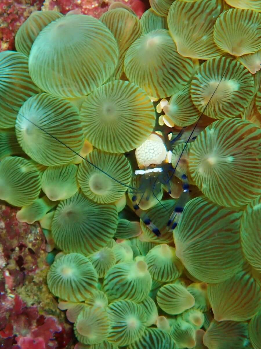 イソギンチャクエビ!2025.9.14|【なぎさひろい】名古屋に近い清須・西尾から送迎付き!静岡県東伊豆の川奈ビーチでシュノーケリングとスキンダイビングツアー