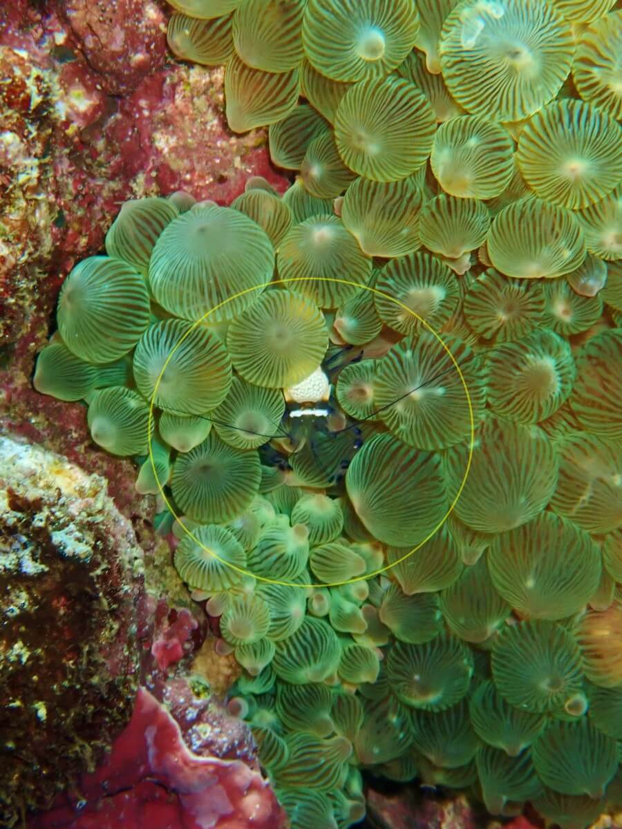 サンゴイソギンチャクに隠れるイソギンチャクエビ!2025.9.14|【なぎさひろい】名古屋に近い清須・西尾から送迎付き!静岡県東伊豆の川奈ビーチでシュノーケリングとスキンダイビングツアー