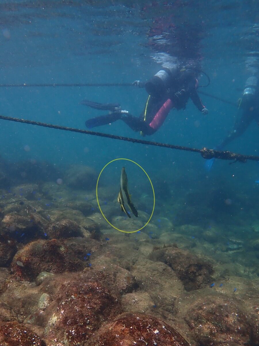 出入口付近にツバメウオ!2025.9.14|【なぎさひろい】名古屋に近い清須・西尾から送迎付き!静岡県東伊豆の川奈ビーチでシュノーケリングとスキンダイビングツアー