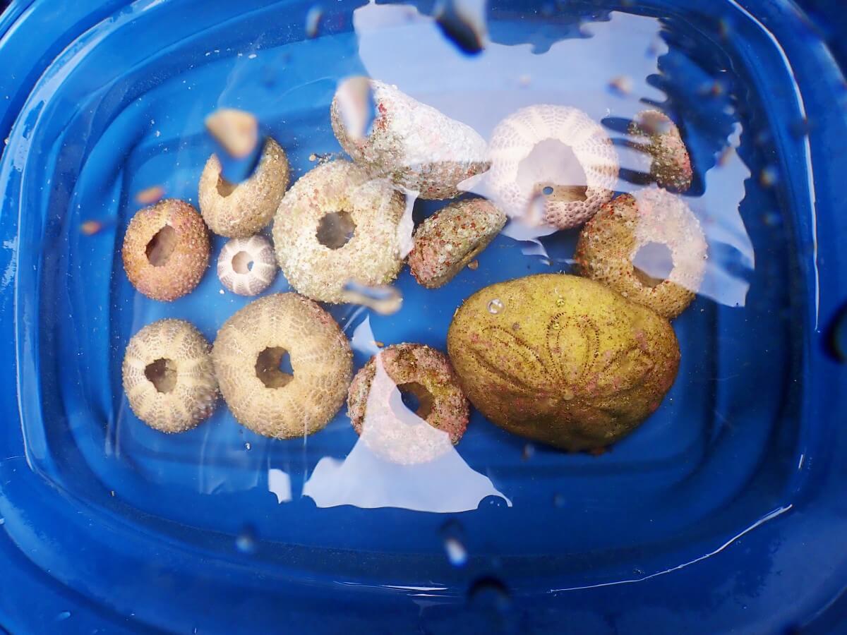 ウニ殻拾いの成果!2025.9.14|【なぎさひろい】名古屋に近い清須・西尾から送迎付き!静岡県東伊豆の川奈ビーチでシュノーケリングとスキンダイビングツアー