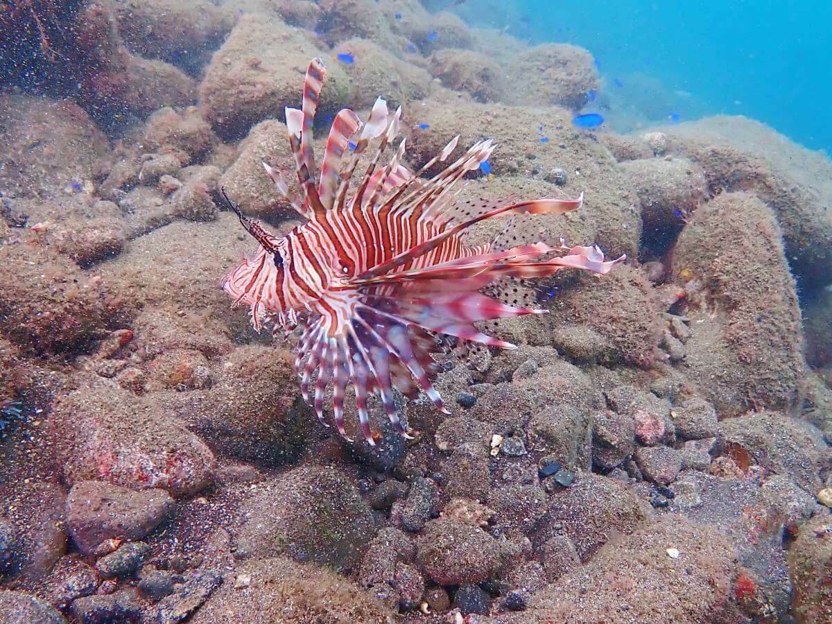 ハナミノカサゴ！2025.9.19｜【なぎさひろい】名古屋に近い清須・西尾から送迎付き！静岡県西伊豆の井田ビーチでダイビング初級ライセンスOWD講習（海洋）ツアー