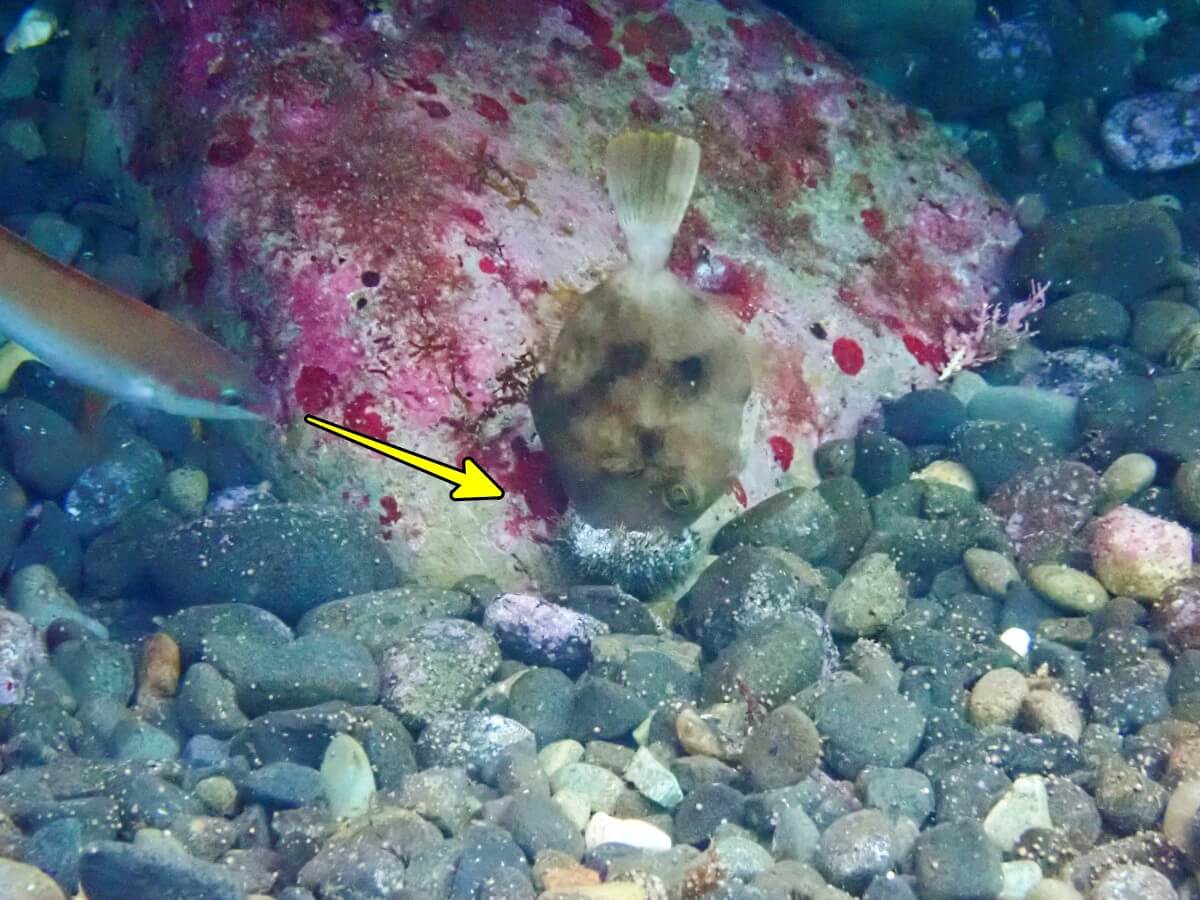 食事中のカワハギ2025.9.27｜【なぎさひろい】名古屋に近い清須・西尾から送迎付き！福井県越前町にあるログ前ビーチでファンダイビングツアー