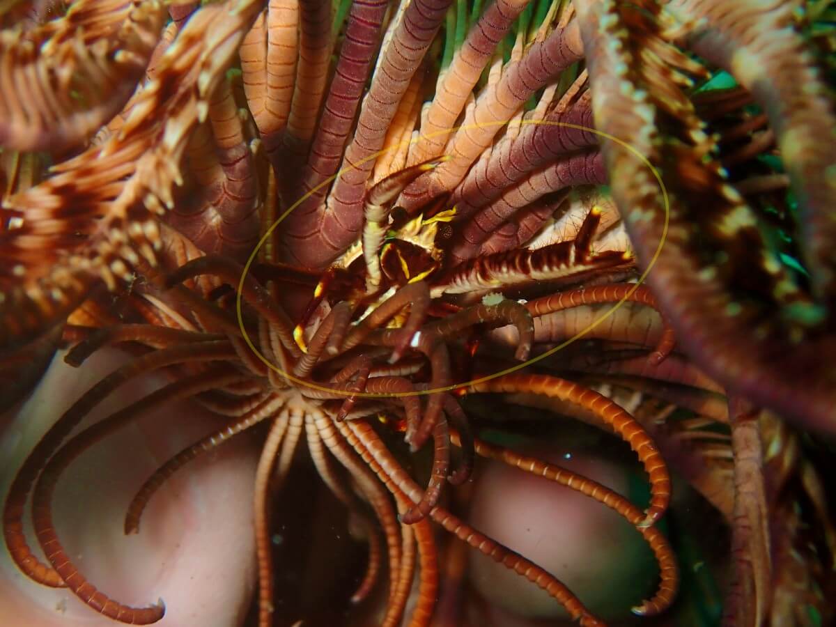 コマチコシオリエビ2025.9.27｜【なぎさひろい】名古屋に近い清須・西尾から送迎付き！静岡県西伊豆にある大瀬崎ビーチで中級ライセンスAOWDのディープ、ナビゲーション講習とファンダイビングツアー