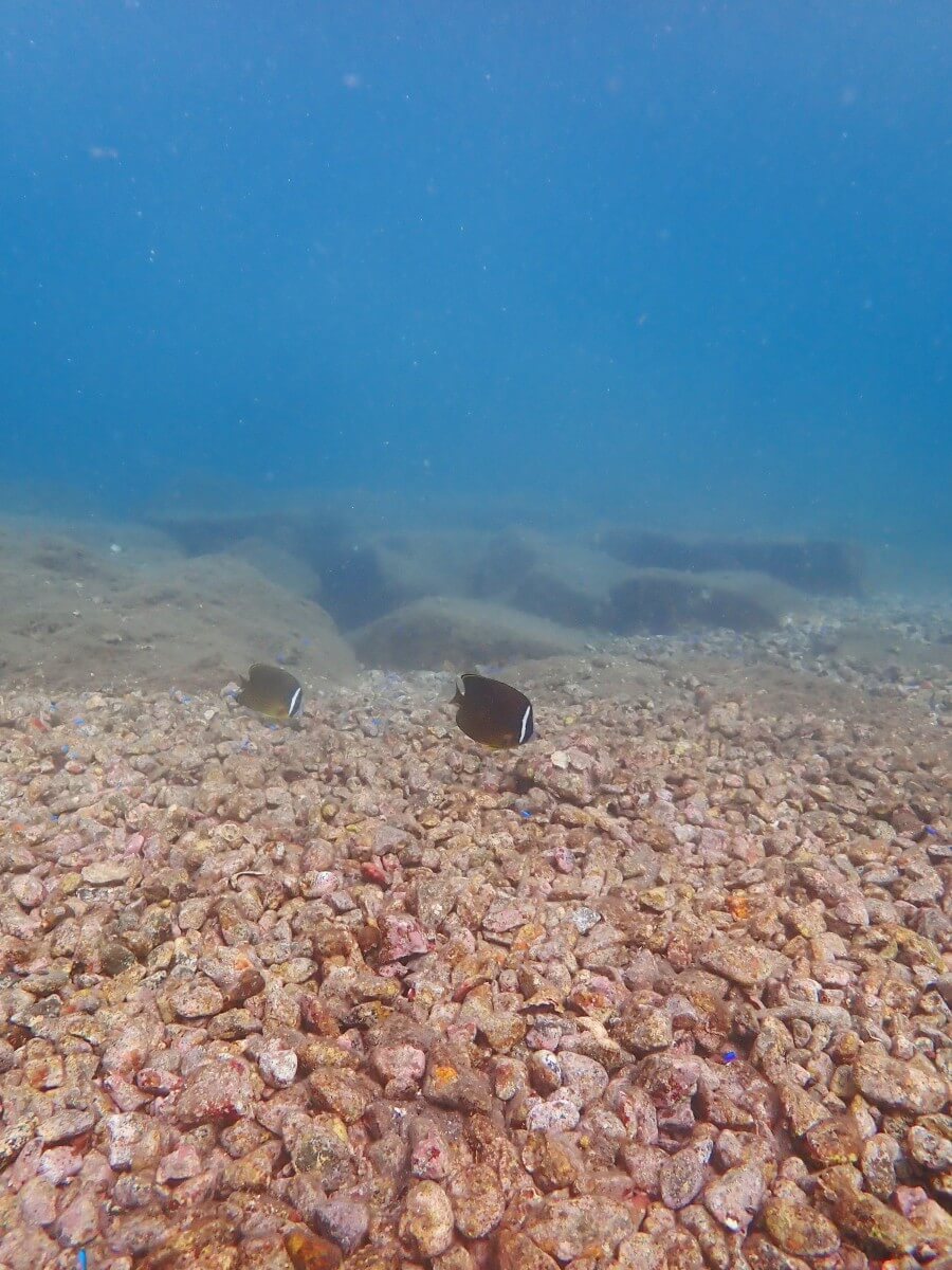 チョウチョウウオ2025.9.28｜【なぎさひろい】名古屋に近い清須・西尾から送迎付き！静岡県西伊豆にある大瀬崎ビーチで中級ライセンスAOWDのナビゲーション講習とファンダイビングツアー