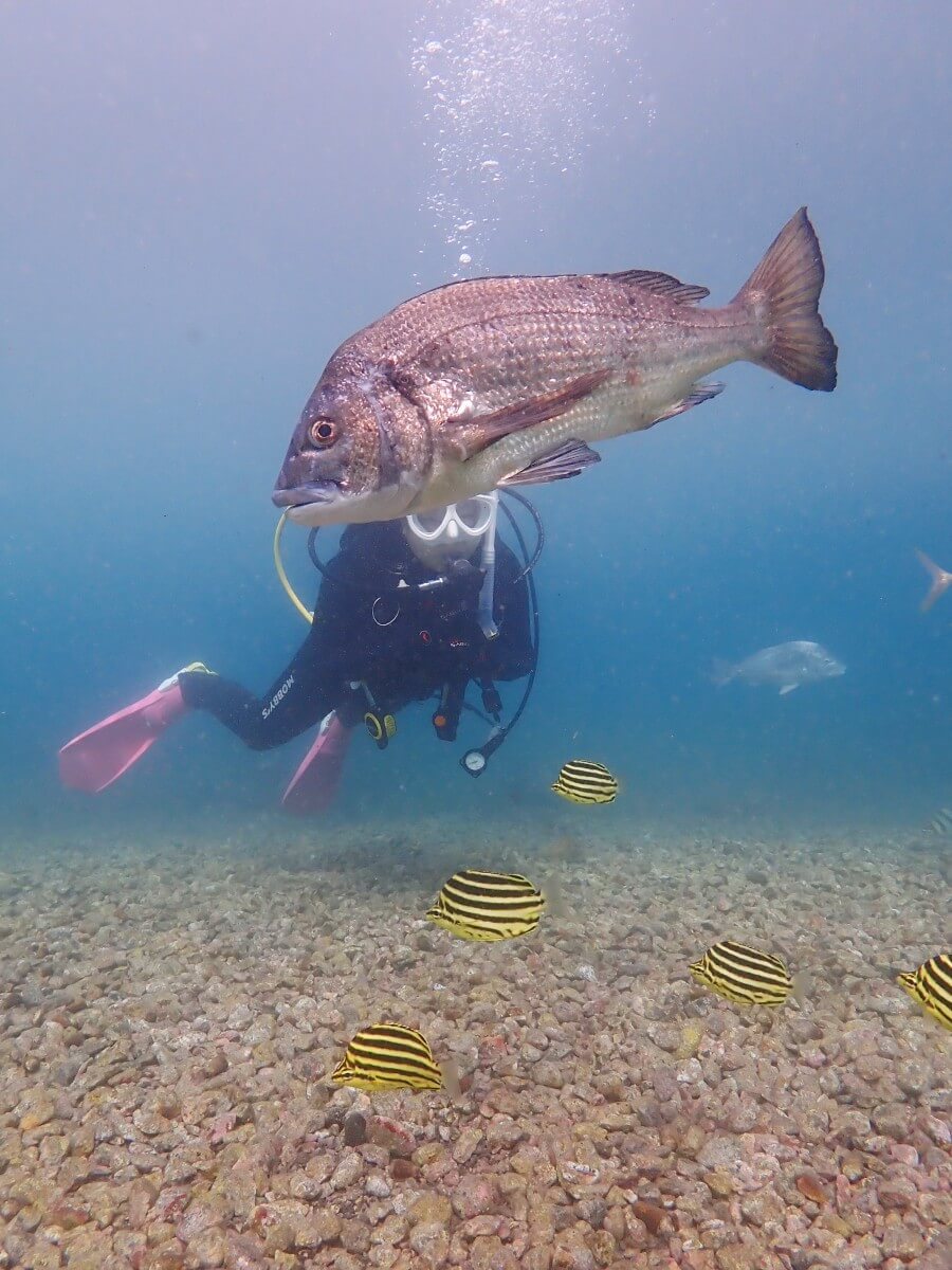 大瀬崎とサカナ達2025.9.28｜【なぎさひろい】名古屋に近い清須・西尾から送迎付き！静岡県西伊豆にある大瀬崎ビーチで中級ライセンスAOWDのナビゲーション講習とファンダイビングツアー