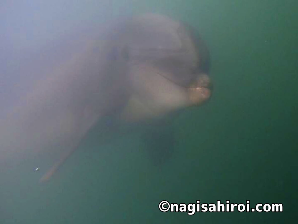連日の大豪雨で透明度が壊滅的でも楽しかったー！イルカが顔を見て合図を送ってくれるの最高に可愛い♪下田海中水族館ドルフィンスノーケル（静岡県/下田市）